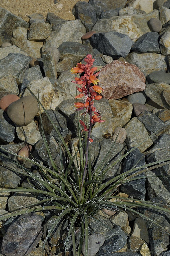 Plant photo of: Hesperaloe parviflora