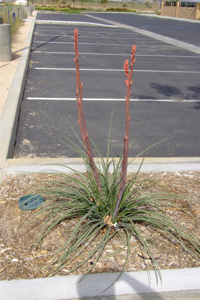 Plant photo of: Hesperaloe parviflora