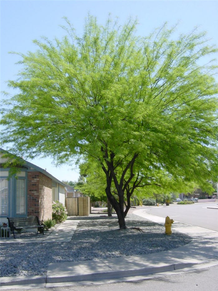 Plant photo of: Prosopis chilensis