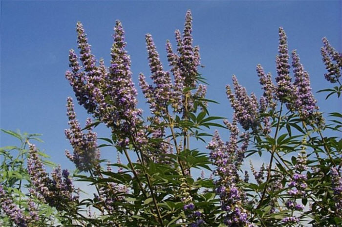 Plant photo of: Vitex agnus-castus