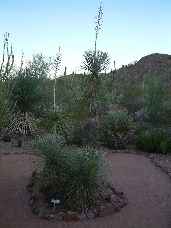 Plant photo of: Yucca elata