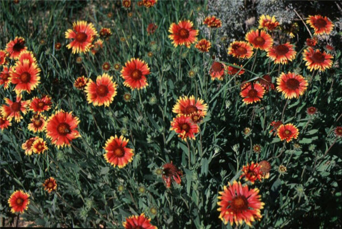 Plant photo of: Gaillardia aristata