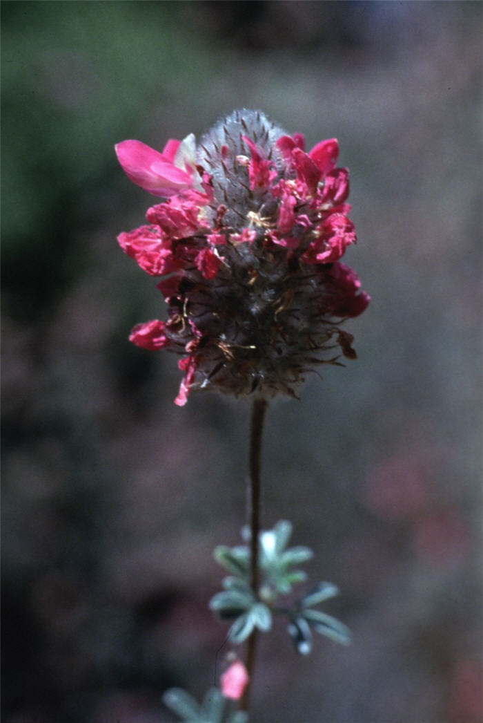 Plant photo of: Dalea pulchra