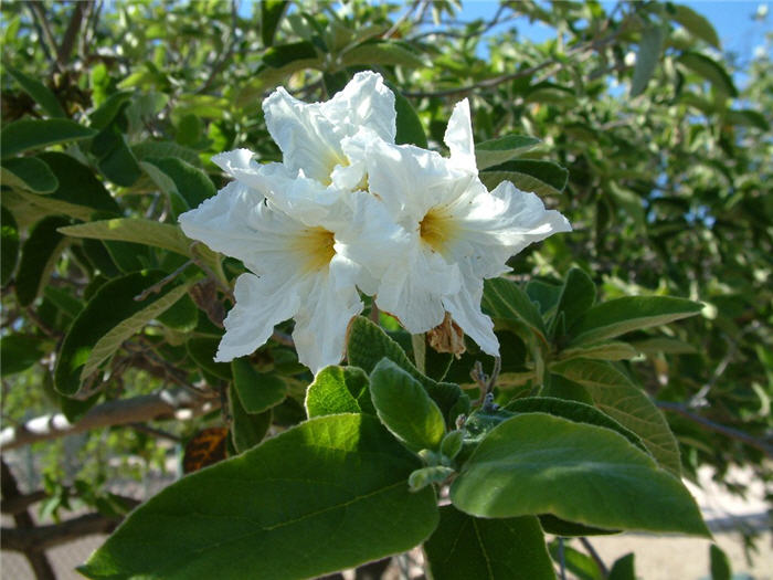 Plant photo of: Cordia boissieri