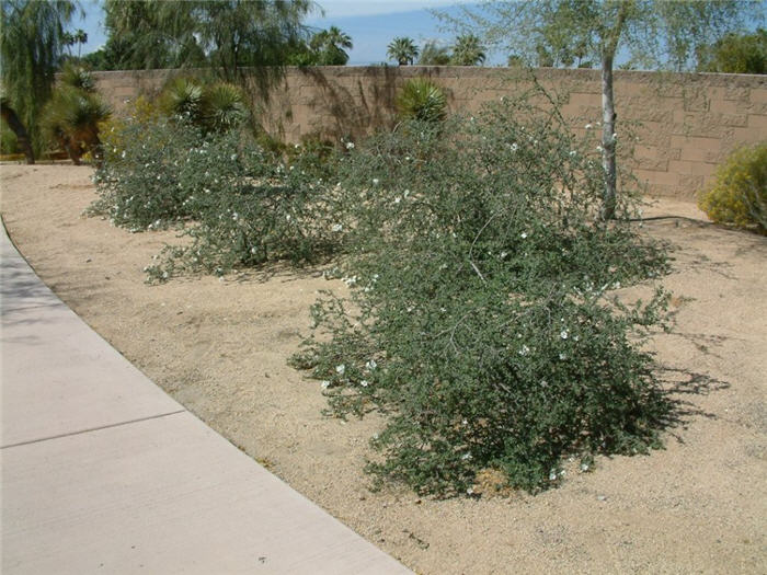 Plant photo of: Cordia parvifolia