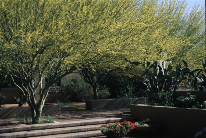 Plant photo of: Parkinsonia praecox