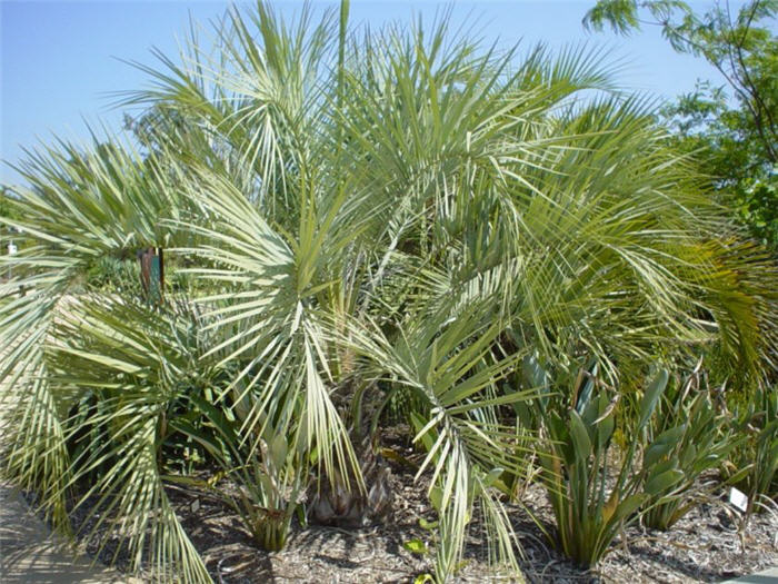 Plant photo of: Butia capitata