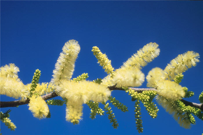 Plant photo of: Acacia rigidula