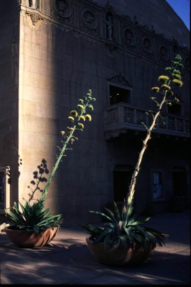 Plant photo of: Agave colorata