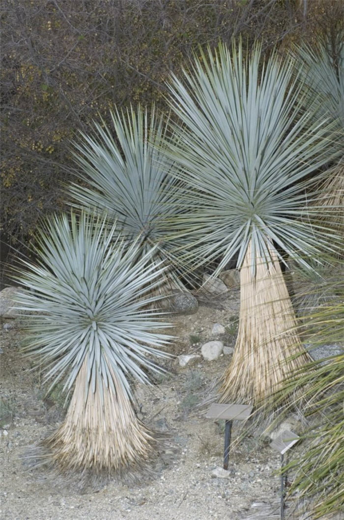 Plant photo of: Yucca rigida