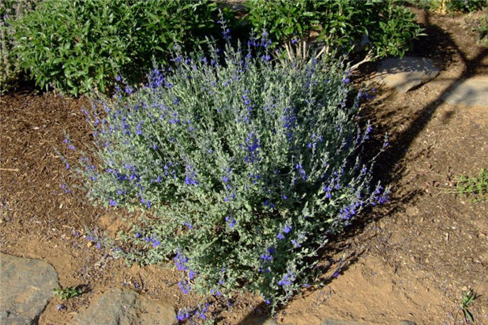 Plant photo of: Salvia chamaedryoides