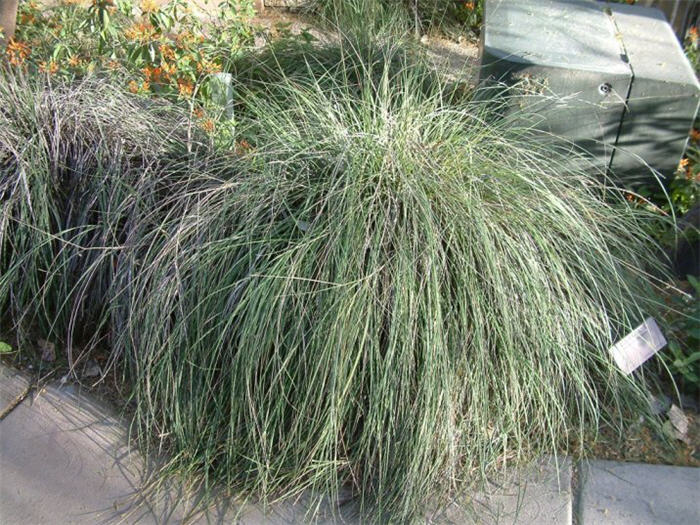 Plant photo of: Muhlenbergia rigens