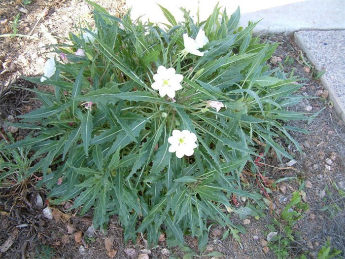 Plant photo of: Oenothera caespitosa