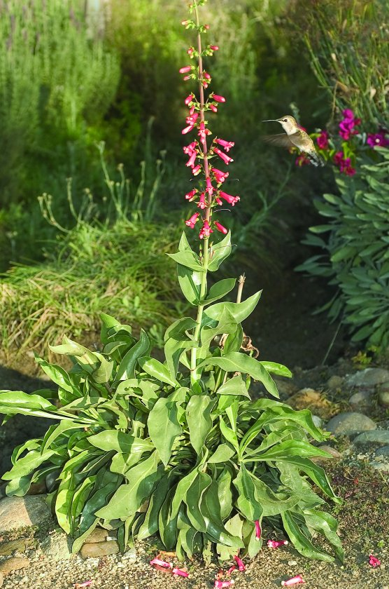 Plant photo of: Penstemon superbus