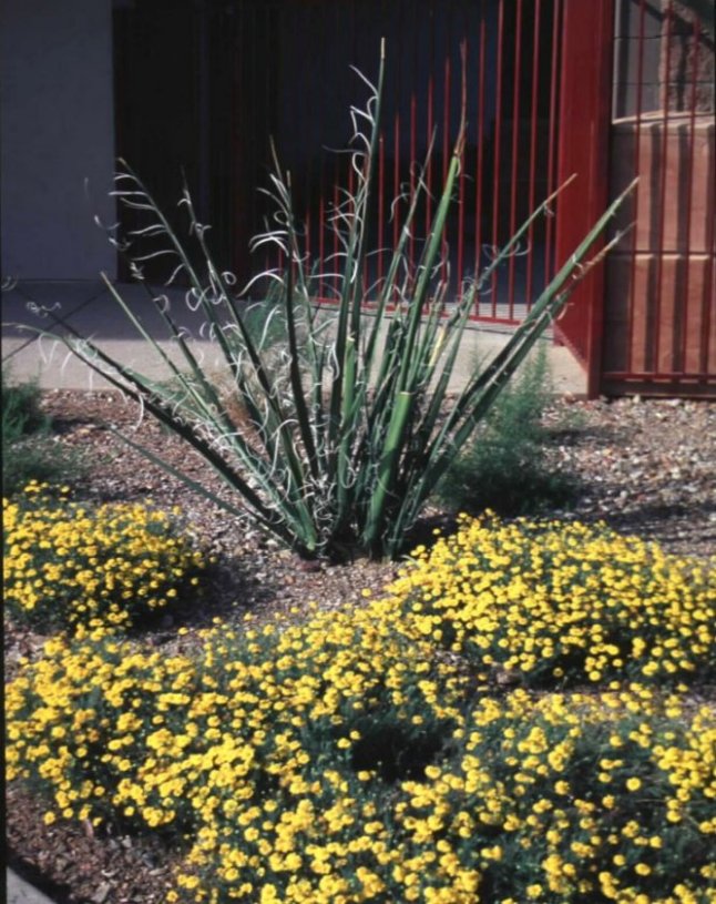 Plant photo of: Thymophylla pentachaeta