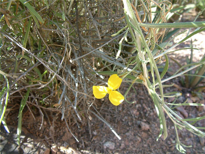 Plant photo of: Psilostrophe cooperi