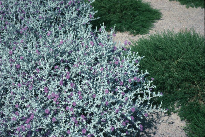 Plant photo of: Leucophyllum candidum 'Silver Cloud'