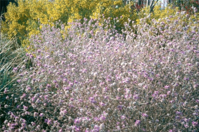 Plant photo of: Dalea frutescens