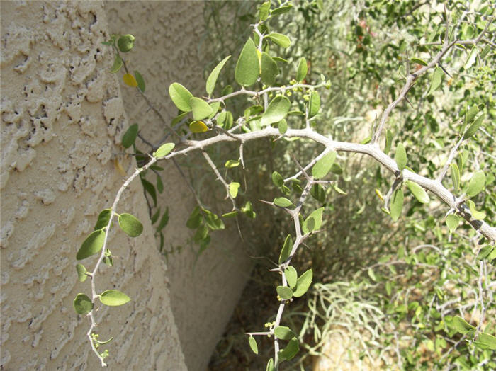 Plant photo of: Celtis pallida