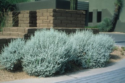 Plant photo of: Leucophyllum candidum 'Thunder Cloud'