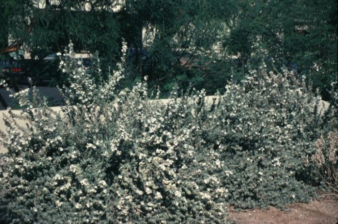 Plant photo of: Leucophyllum frutescens 'White Cloud'