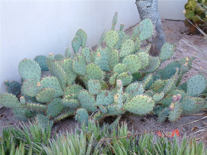 Plant photo of: Opuntia engelmannii