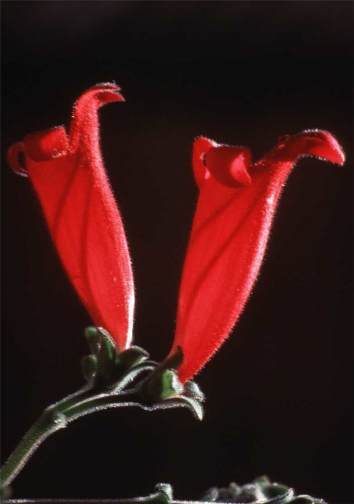 Plant photo of: Penstemon baccharifolius 'Del Rio'