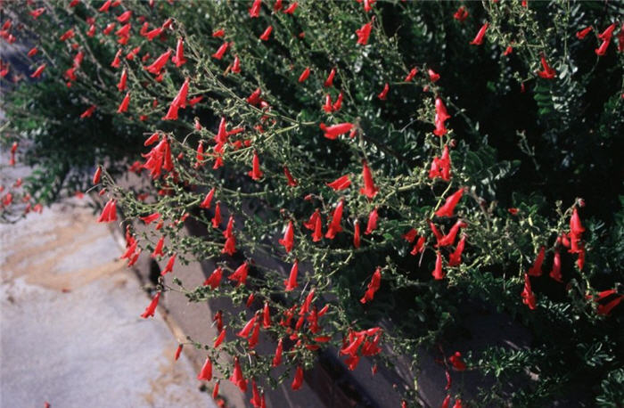 Plant photo of: Penstemon baccharifolius 'Del Rio'