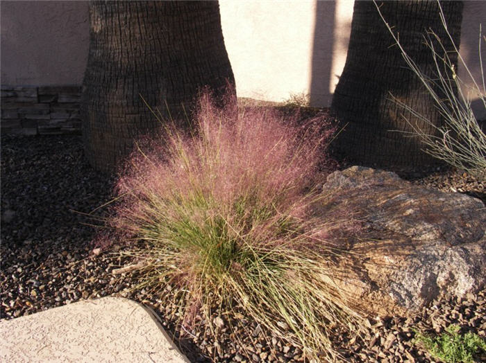 Plant photo of: Muhlenbergia capillaris