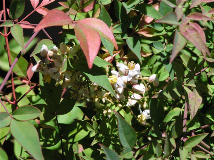 Plant photo of: Nandina domestica 'Compacta'