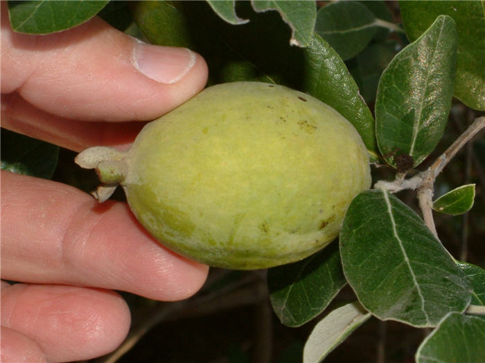 Plant photo of: Feijoa sellowiana