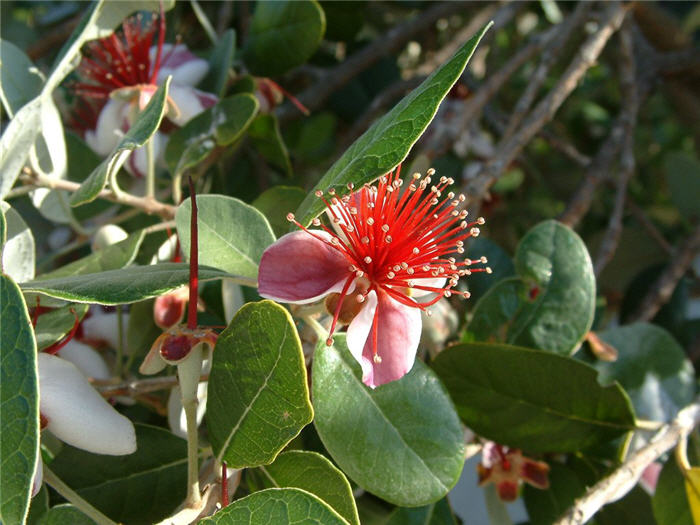 Plant photo of: Feijoa sellowiana