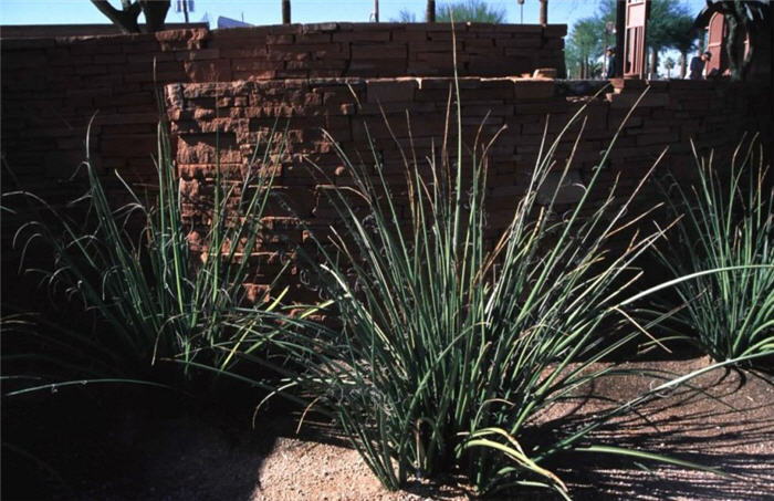 Plant photo of: Hesperaloe funifera