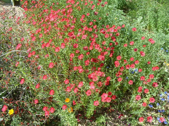 Plant photo of: Linum grandiflorum 'Rubrum'