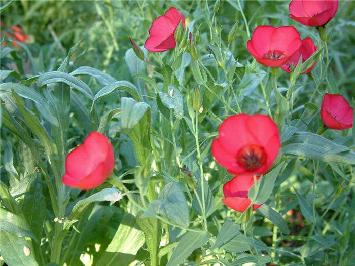 Plant photo of: Linum grandiflorum 'Rubrum'