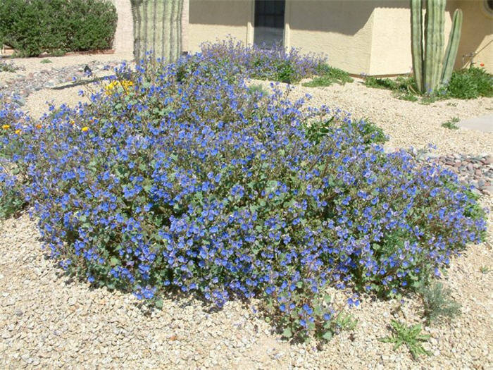 Plant photo of: Phacelia companularia