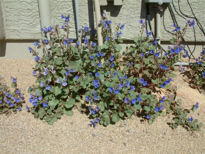 Plant photo of: Phacelia companularia