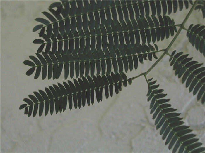 Plant photo of: Albizia julibrissin