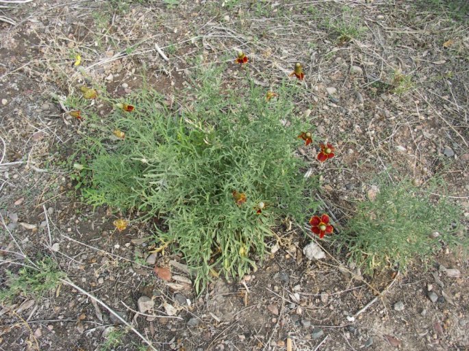 Plant photo of: Ratibida columnaris