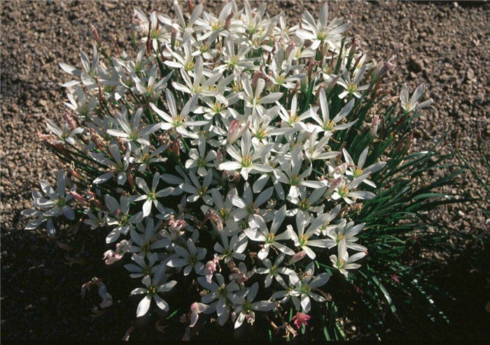 Plant photo of: Zephranthes candida