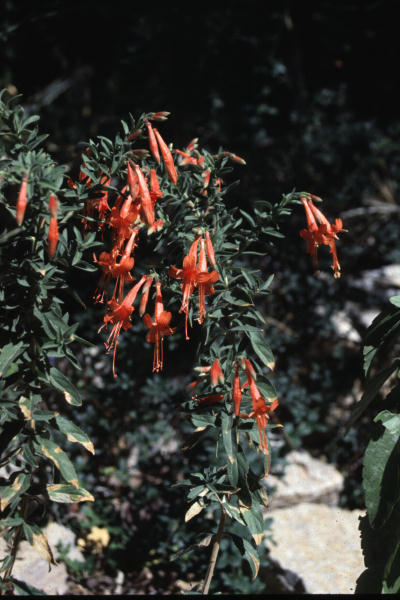 Plant photo of: Epilobium canum