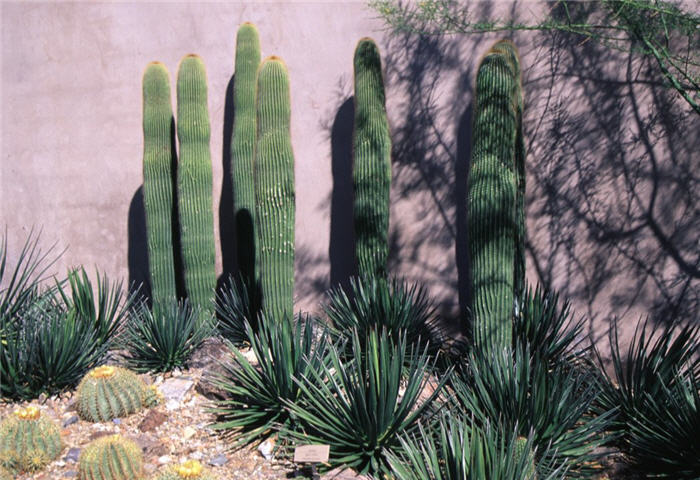 Plant photo of: Agave ocahui