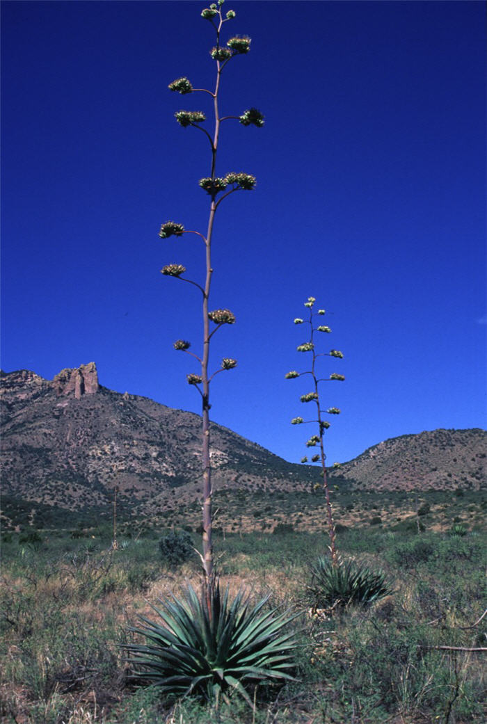 Plant photo of: Agave palmeri