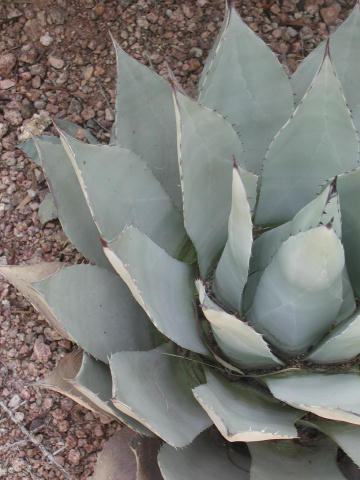 Plant photo of: Agave parryi v. couesii