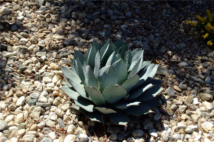 Plant photo of: Agave parryi v. couesii