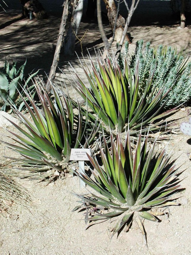 Plant photo of: Agave pelona