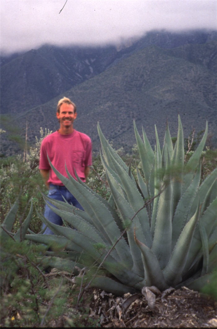 Plant photo of: Agave scabra