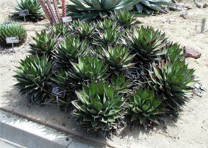 Plant photo of: Agave shawii