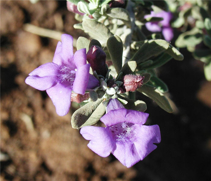 Plant photo of: Leucophyllum revolutum 'Houdini '