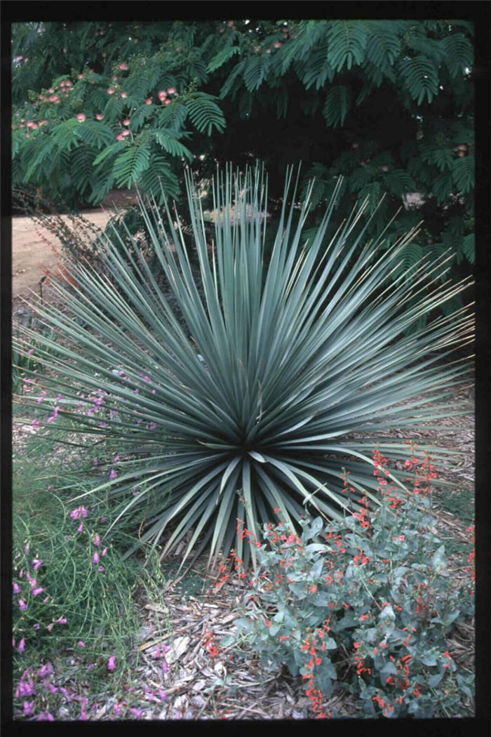 Plant photo of: Nolina nelsoni